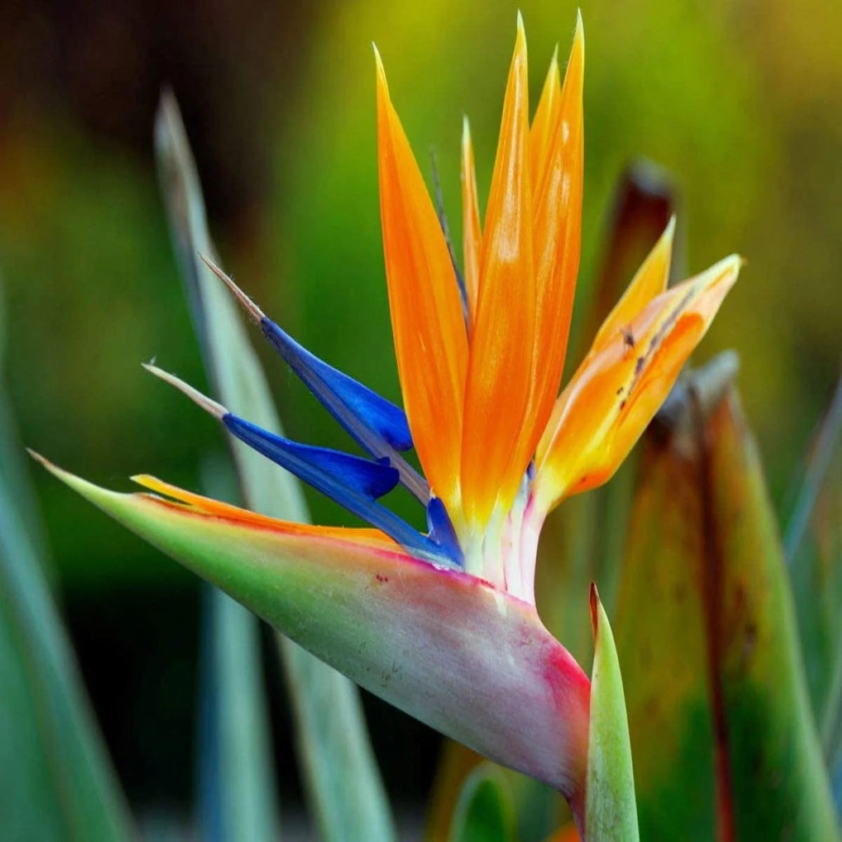 Birds of Paradise Fragrance Oil 32 oz Bottle L834