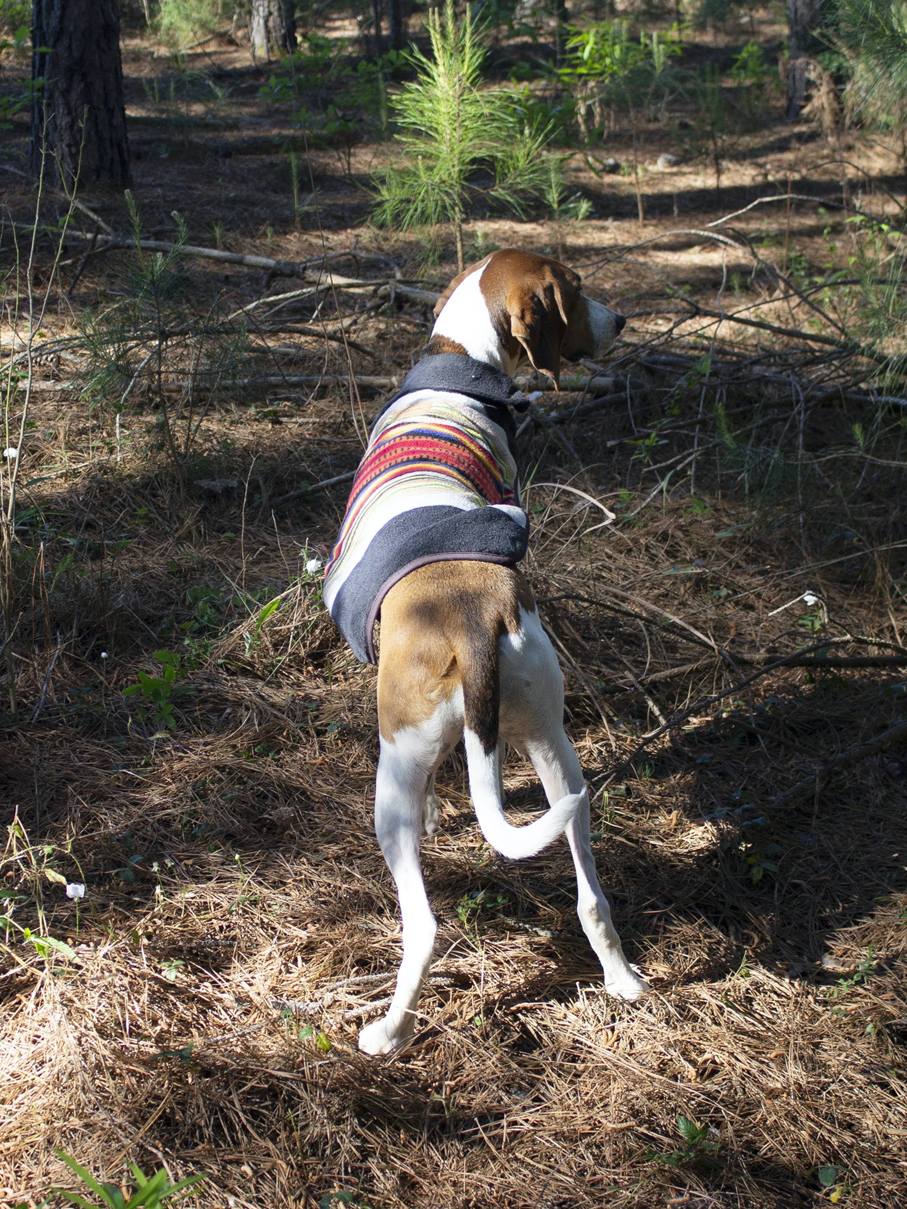 Small Dog Coat O9265