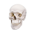 Classic Skull Anatomical Model, 3 Part R361