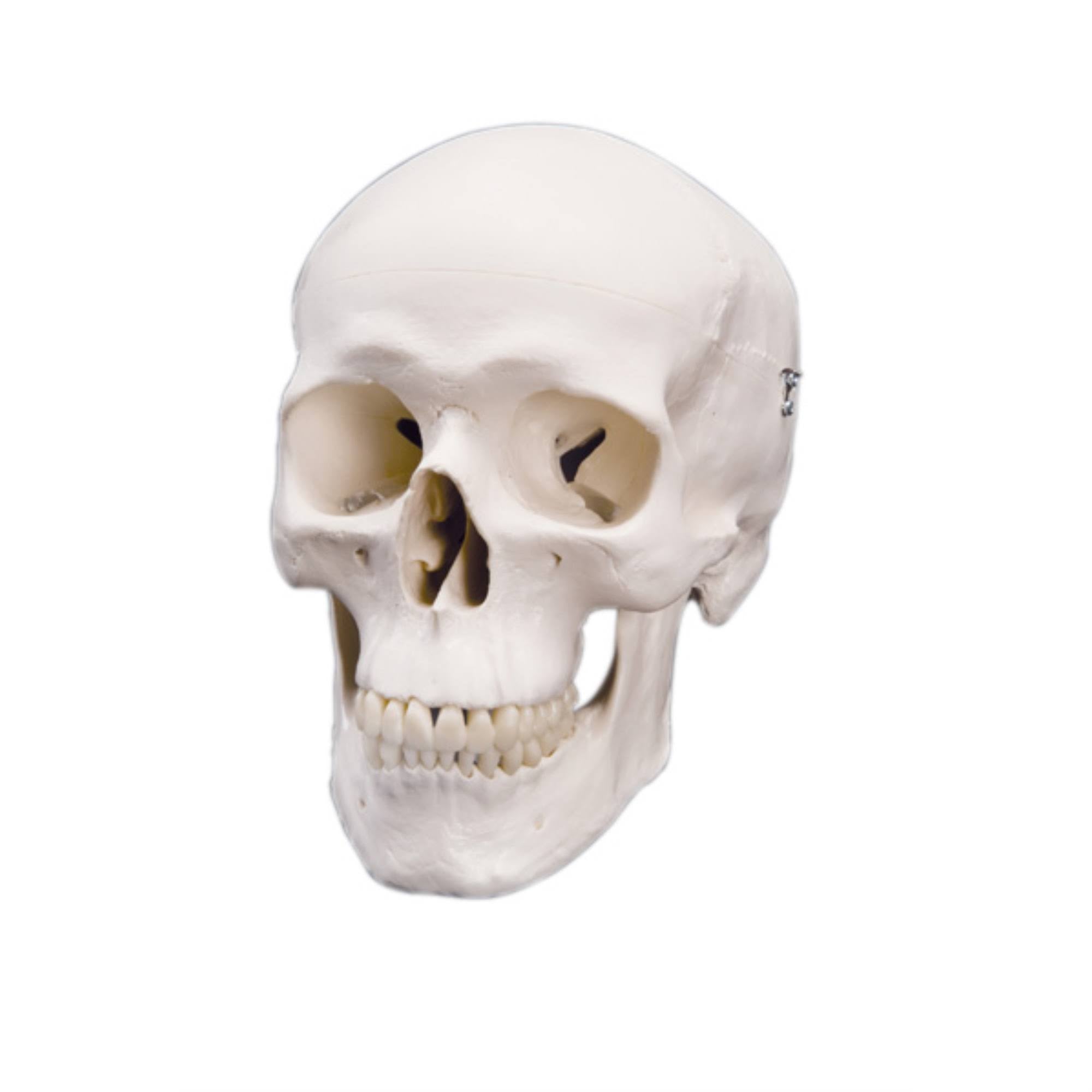 Classic Skull Anatomical Model, 3 Part R361