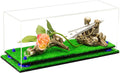 Clear Display Case with Turf Base and Navy Blue Risers O1883