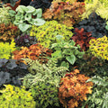 Heuchera Mixture, 15 per Package, Zone 3-9, Sun Perennials S99998