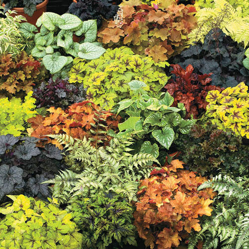 Heuchera Mixture, 15 per Package, Zone 3-9, Sun Perennials S99998